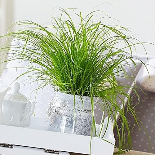 Cyperus Zumula - Katzengraß | Ideal für Katzenverdauung und gesunde Haltung | 20-30cm getopft