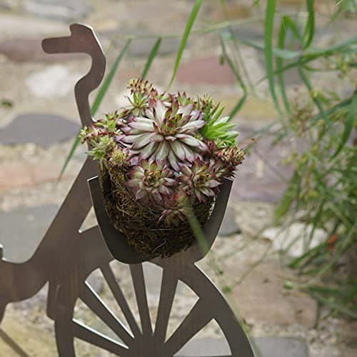 Sempervivum Mix Hauswürz - Dekoration fürɑlles_dicke_Pflanzen
| Sempervivum Mix Hauswürz - 6er_Set_Für_Ihr_Garten
| Sem
