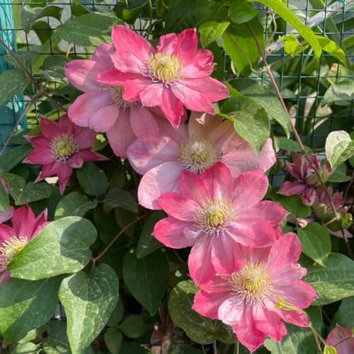Clematis Knollen Winterhart - Gemütlich anzuchBUFFERING...eling für Anfänger - 3-Zwiebeln-Gartenpflanze - Leicht anpflan