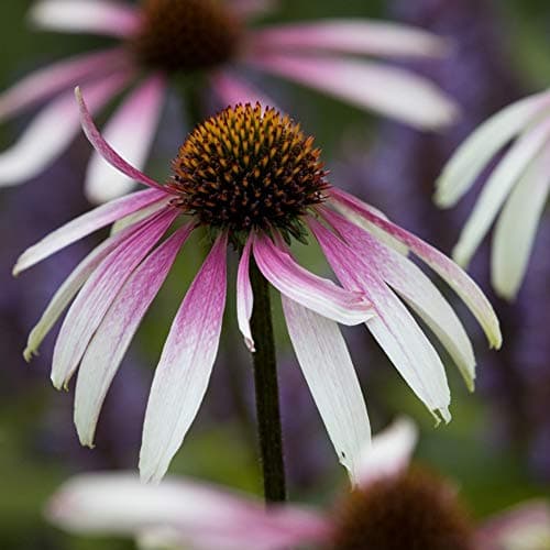 Echinacea farbenfrohe Gartengehölze für kräftige Pflanzen
| Echinacea hübsche Sonnenschirme für farbenfrohe Gärten
| Ec