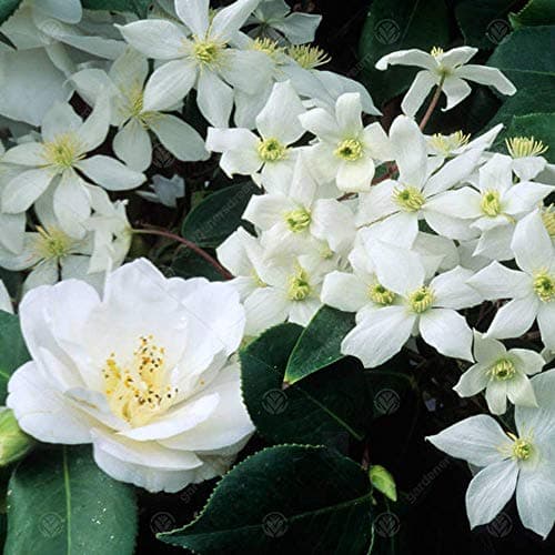 Camellia japonica 'Nobilissima' | Immergrüner Gartenstrauch | 9cm Topf | Blütenreiches Sommer Blüher | Ideal für Vorgart