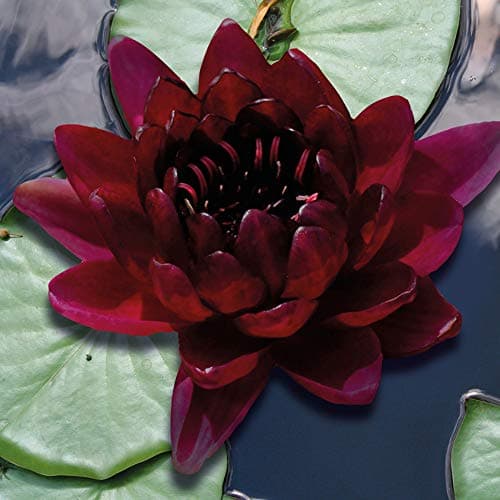 Dunkelrote Seerose Sauerstoffpflanzen Algenbekämpfung Kombi-Set 8 Pflanzen -1 bis -100 cm