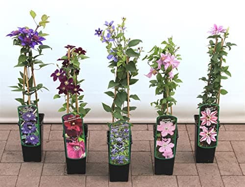 Clematis 'Souv. du Capitaine Thuilleaux' - Rosa-weisse Blüten, ideal für Rankgerüste, pflegeleicht und winterhart - Mai-
