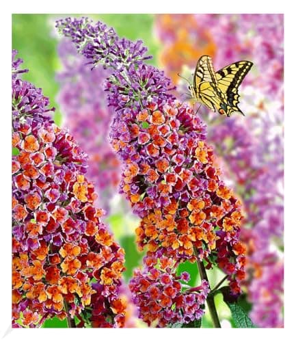 BALDUR Garten dreifarbiger Schmetterlingsstrauch 'Papillion Tricolor', winterhart, trockenresistent, bienenfreundlich