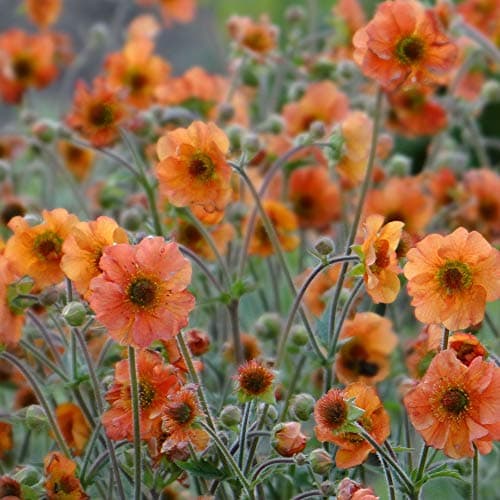 Geum Totally Tangerine Avens, robuste Gartenstauden für den Außenbereich + [Spektakuläre Farben] + [Einhüllende Blüte] +