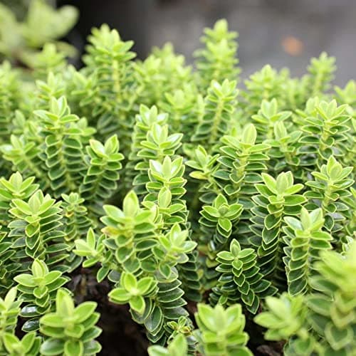 Hebe buxifolia 9cm Topf - immergrüner blühender Gartenstrauch für anprechende Gärten und Parks