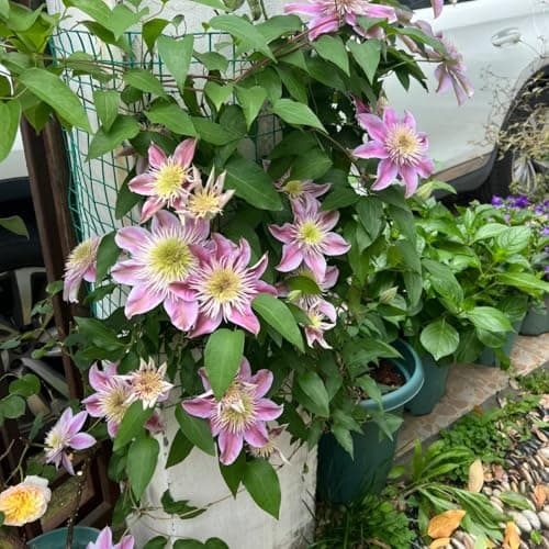 Clematis Pflanze Winterhart Mehrjährig Ideal für Pergolen und Zaune - Stark wachsend & easy zu kümmern - 3 Zwiebeln Pake