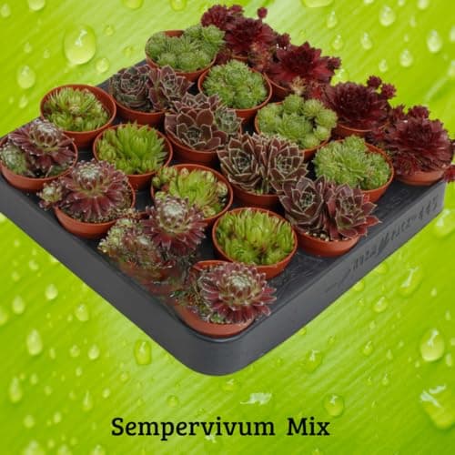 Winterharte Sempervivum Sukkulenten - pflegeleicht für Innen- und Außenvor одно из трех:

1. Winterharte Sempervivum Suk