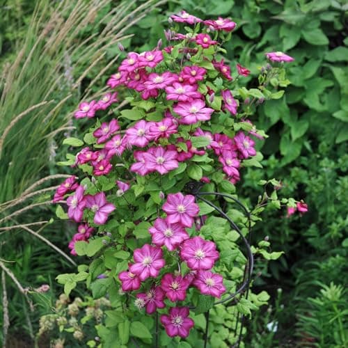 GreenboutiQ - Clematis Ville de Lyon - Rosa Blüte - Easy Care - Gartenfreunde - Terrassenvornehmlich - Duftende Blüten -