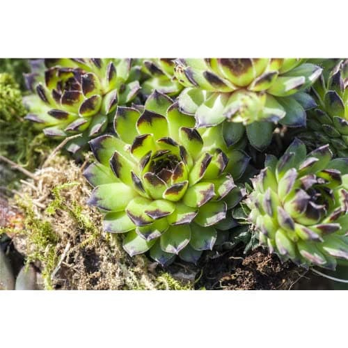 HAUSWURZ MIX SET - Dachwurz, Sempervivum, winterhart, Blumen'Eber 8er Mix für Gärtner in Topfgröße 9-10 cm - Optimal für