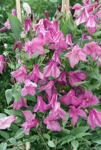 Clematis integrifolia 'Aljonushka' - Rosa Blüten, ideal für Rankgerüste, pflegeleicht