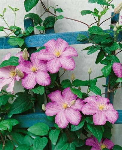 Clematis Hybrid 'Comtesse de Bouchaud' - pflegeleicht und winterhart, ideal für Rankgerüste, rosige Blüte Juni-September