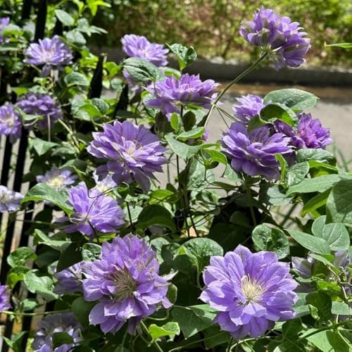 Clematis Zwiebeln & Knollen - Langlebige Gartendekoration - Ideal für Anfänger - 3zwiebeln - Wundersame Blütenfarben