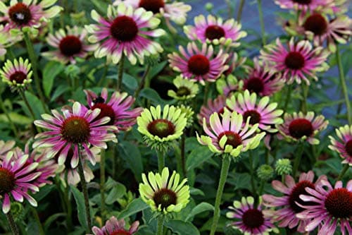 3 x Echinacea purpurea 'Green Twister' - Einzigartiges Farbspiel für den Garten - sehr Bienenfreundlich - Stauden Gänge
