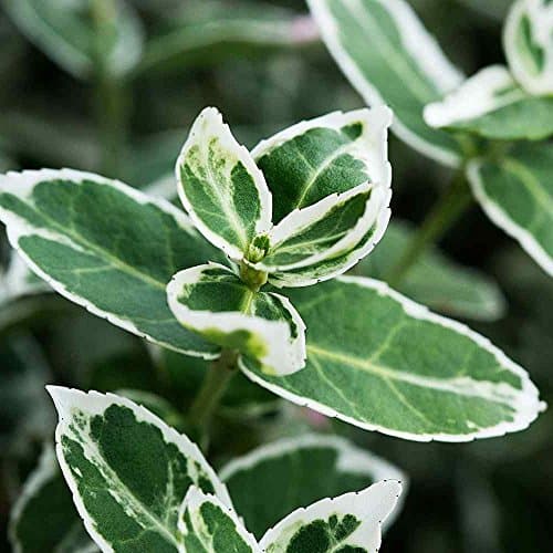 Emerald Gaiety Evergrüner Spindel für Outdoor-Nutzer im Winter
| Euonymus fortunei 'Emerald Gaiety' Topfender für zimme