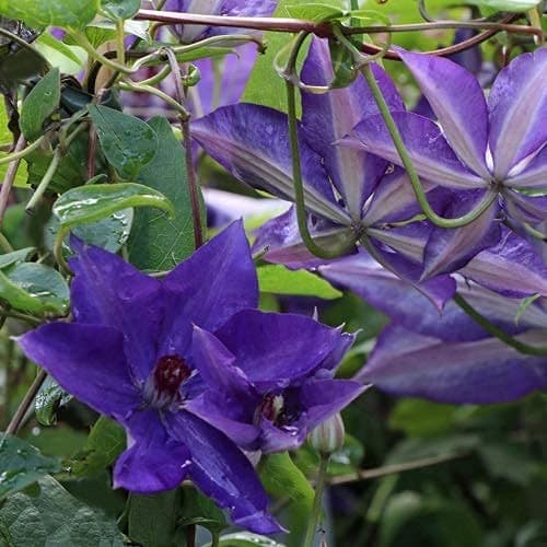 Clematis The President Blau 3 x 1,5 Liter Töpfe Mehrjährige Kletterpflanze Winterhart