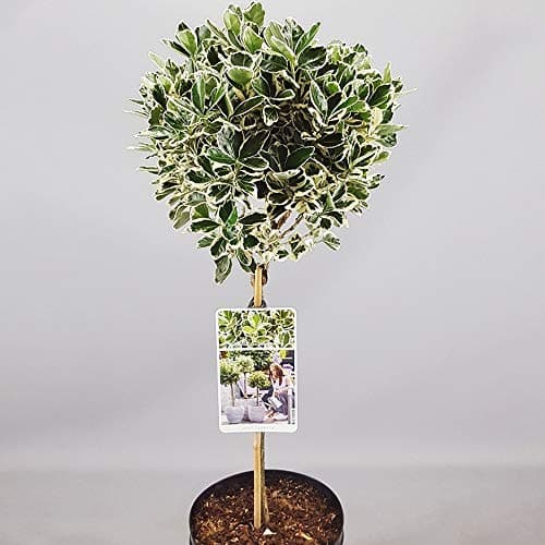 Euonymus Kathy Baum Topf-Lutscherbäume für kleine Gärten & Terrassen | Gerader Standardstamm | Schönheit & Widerstandsfä