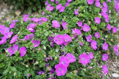 3 x Geranium sanguineum 'Dilys' - Leuchtende Blüten für monatelange Gartenfreude - Bienenfreundlich