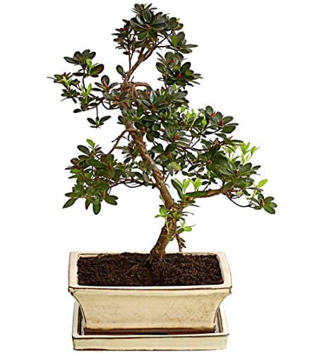 Dehner Japanische Azalee Outdoor-Bonsai, immergrün, ca. 50 cm, Topf ca. 20 cm, perfekt für Outdoor-Bereiche