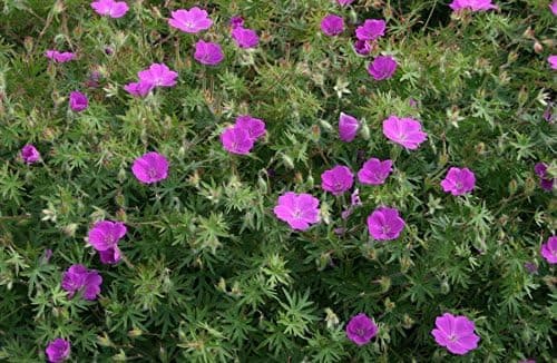 3 x Geranium sanguineum 'Dilys' - Leuchtende Blüten für monatelange Gartenfreude - Bienenfreundlich