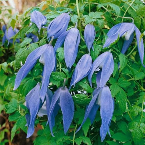 Clematis alpina 80-100 cm - Winterharte Rankpflanze, ideal für Rankgerüste, pflegeleicht und mit blauen Blüten im April-