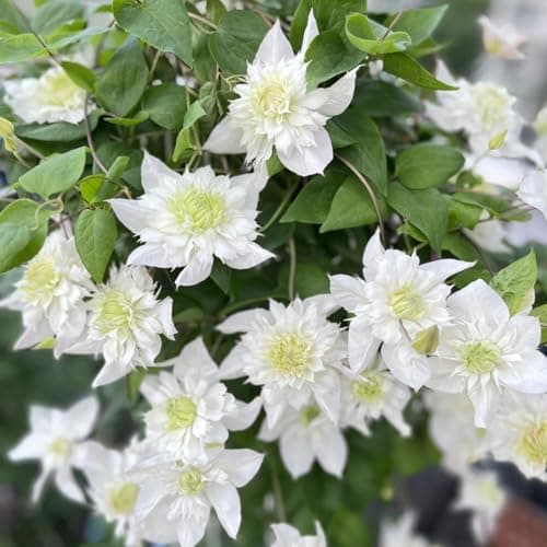 Winterhart Clematis Pflanze - Stark blühend für jeden Garten - ELEGANTE STRFACTEN - 3 Zwiebeln-Set