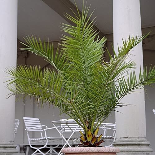 Gardener's Dream Phönix Canariensis Kanarische Dattelpalme - Exotische Palme für den Garten, Terrasse und Balkon, Winter
