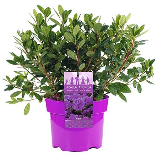 Azalea japonica Violett immergrüner Gartenstrauch im 2L-Topf für Blumenschämpfer im Sommergarten