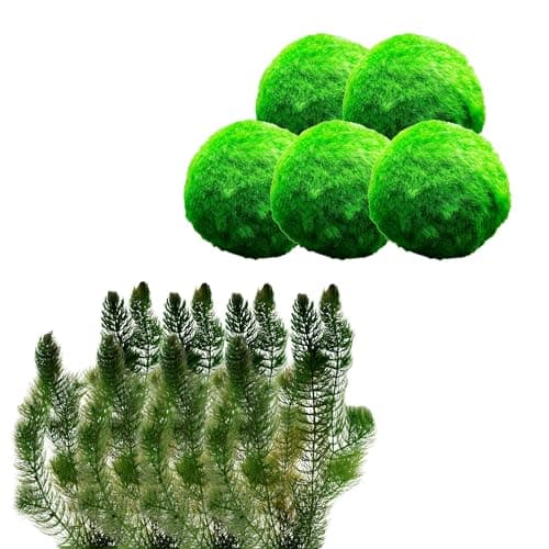 vdvelde.com - Grobes Hornblatt - 5 Liter - Schwimmende Sauerstoffpflanze - für Aquarier - ideales Sauerstoffierenetz - P