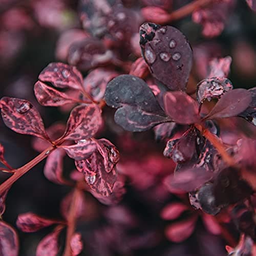 Berberis 'Rose Glow' - Auffälliges rosa und lila Laub - Ideal für dramatische Gartenelemente - Schönheit und Ausdauer -