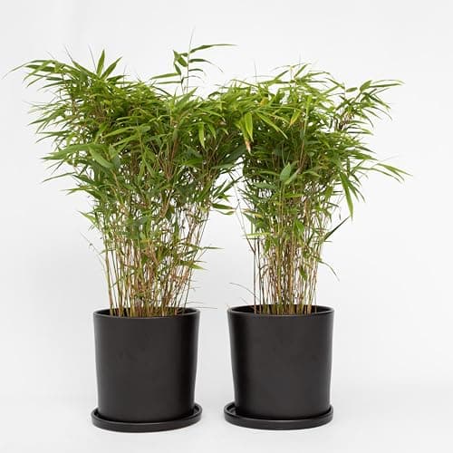 Fargesia nitida 'Gansu' Plant in a Box - 2er-Set - Winterhart Immergrün - Topf 17cm - nicht invasiv - dunkelvioletter Ba