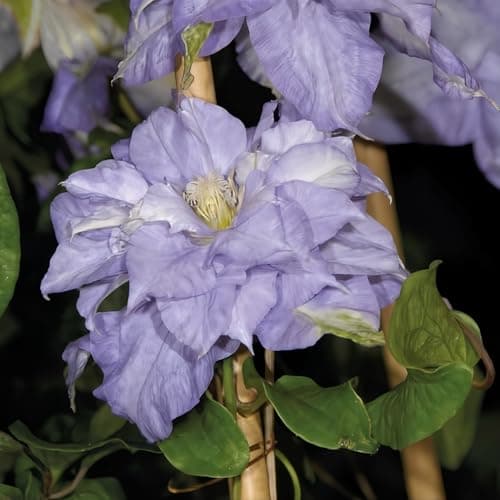 Clematis Großblütige Daniel Deronda 1L - Pflanze für Anfänger und professionelle Gärtner - Ideal für Kleingarten - Schön