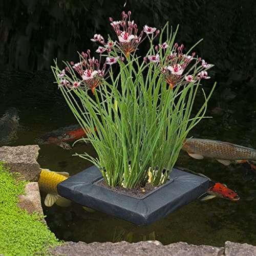 vdvelde.com - Bio Teichpflanzen Schwanenblume Schwimminsel - Nachhaltig aus eigener Gärtnerei - Ideal für familienfreund
