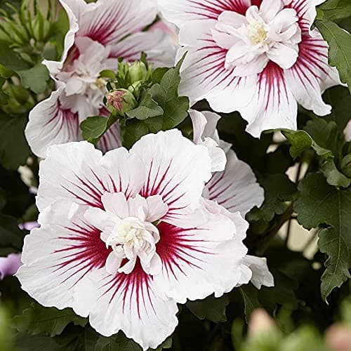Hibiskus Lady Stanley - Rose von Sharon | Laubabwerfender Baum für Gärten & Terrassen - Schönheit & Wärme in der Umgebun