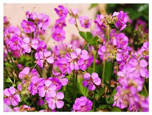 3 x Geranium cantabrigiense 'Cambridge' (Winterhart/Stauden/Staude/Bodendecker/Mehrjährig/Immergrün) - Farbenfrohe Akzen
