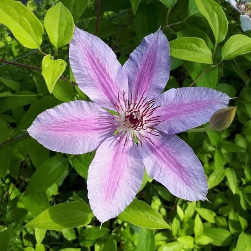 Clematis Großblütige Daniel Deronda 1L - Pflanze für Anfänger und professionelle Gärtner - Ideal für Kleingarten - Schön