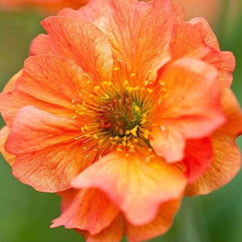 Geum Totally Tangerine Avens, robuste Gartenstauden für den Außenbereich + [Spektakuläre Farben] + [Einhüllende Blüte] +
