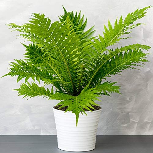 Silver Lady Blechnum Immergrüner Zwerg-Baumfarn für Zimmer 25-35 cm Topf
