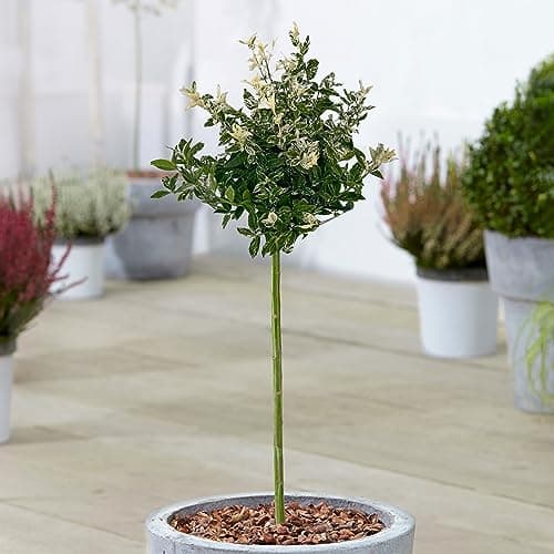 Gardener's Dream Euonymus Harlequin Baum - Idylleschwender für Garten, Balkon und Terrasse, Winterhart, 70-80 cm (Beigei