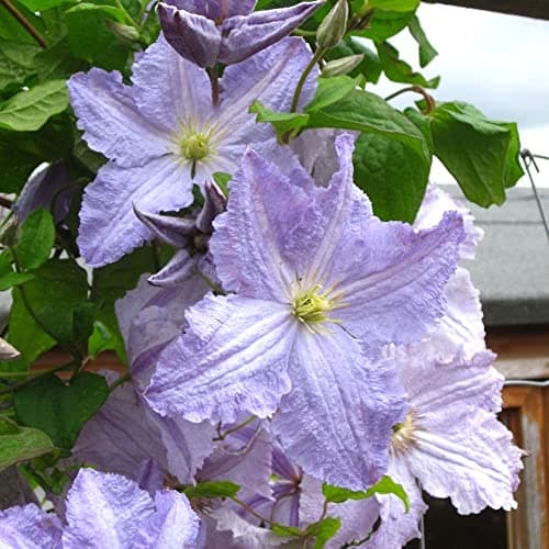 Clematis 'Blauer Engel' - Winterharter Laubklettern Garten Strauch | Idealer Blütezeit-Reichhaltigkeiten |Wintergärtnere