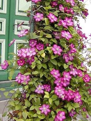 2-er Set Clematis Ville de Lyon & Clematis Nelly Moser - Rot und Rosa, Mehrjährig & Winterhart | 2 x 1,5 Liter Töpfe