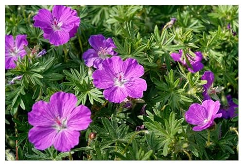 3 x Geranium sanguineum 'Dilys' - Leuchtende Blüten für monatelange Gartenfreude - Bienenfreundlich