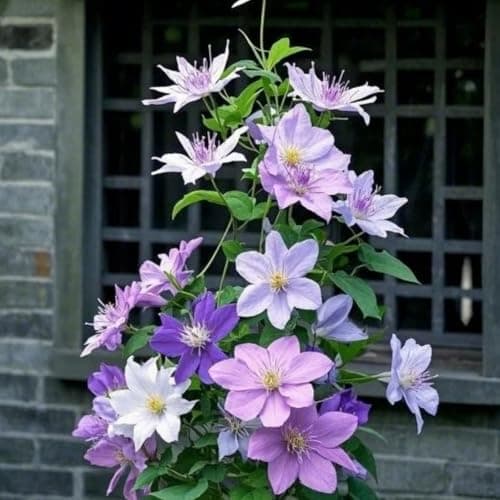 Clematis Zwiebeln & Knollen - Langlebige Gartendekoration - Ideal für Anfänger - 3zwiebeln - Wundersame Blütenfarben