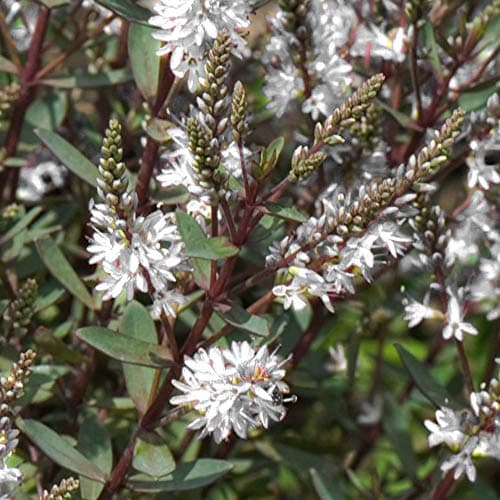 Hebe Champagne - Strauchige Veronica | Ideal für kleine<Any>, Präzision: Klein und kompakt, Schönheitswerte: Vielseitig