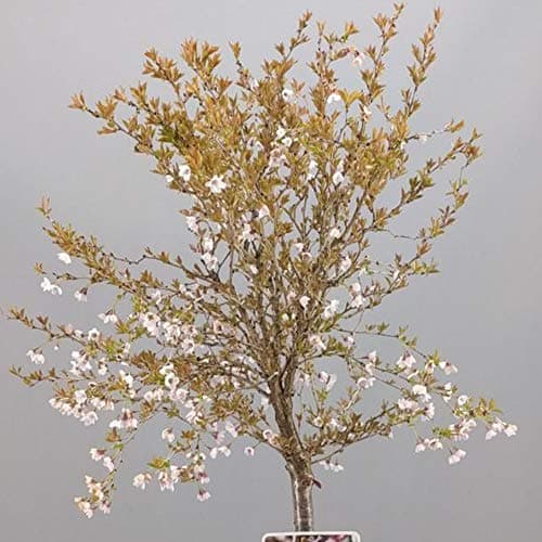 Prunus Kojou-No-Mai Baum | Kompakte Zwerg-Fuji-Zierbäume für kleine Gärten in Töpfen