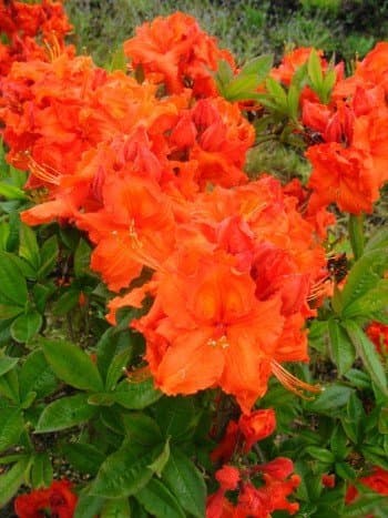 Blühende Garten Azalee Rhododendron Luteum Kupferrot 5 Liter Pflanzcontainer
| Kupferrot Blühende Raute Rhododendron Gi