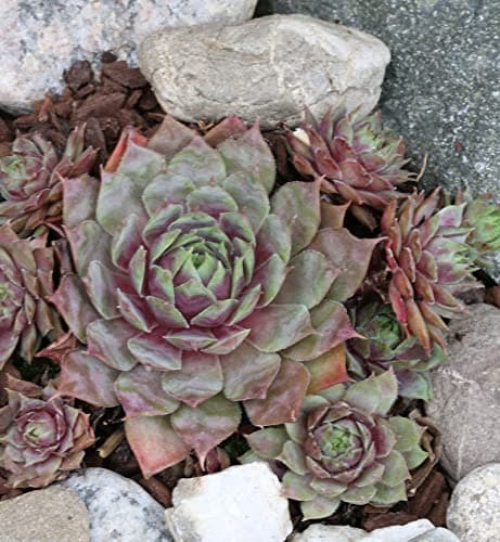 Dachwurz Rotkopf Sempervivum cultorum - Hallodri - Jäger - Garten - Einzelstück - 10 Exemplare