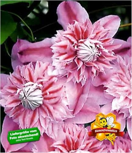 BALDRUGARTEN Waldrebe Clematis 'Josephine', mehrjährige blühende Kletterpflanze, winterhart, ebenen- und schmetterlingsf