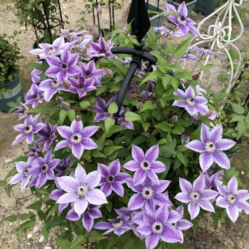Winterhart Clematis Pflanze - Stark blühend für jeden Garten - ELEGANTE STRFACTEN - 3 Zwiebeln-Set