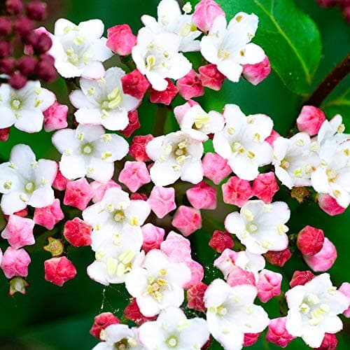 Viburnum tinus Immergrüner blühender Strauch Topfgröße für den Garten mit Beeren